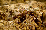 Angle shades // Achateule, Mangoldeule (Phlogophora meticulosa)