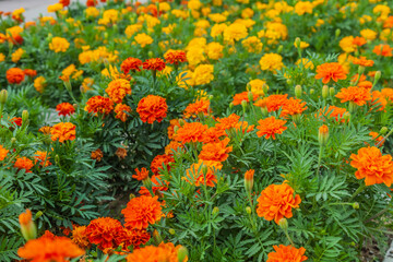 orange marigold flowers. marigold bush. bright french marigold background for publication, poster, c