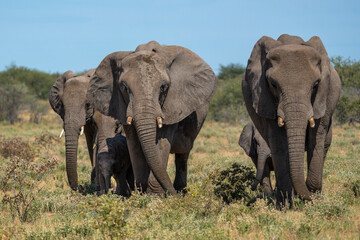 Canvas Print - Elephant herd walking on the plains after visiting a waterhole in Etosha National Park in Namibia