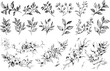 © Zaleman - Botanical rustic trendy greenery modern feminine botanical branch and logo.