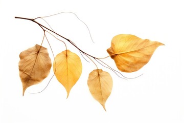 Wall Mural - Plant leaf tree fragility.