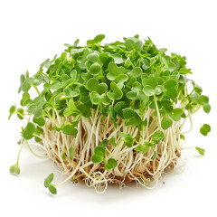 Poster - Cluster of freshly grown green Alfalfa sprouts isolated on a white background