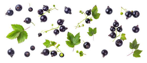 set of isolated, blackcurrant on transparent background. elements, themed designs. top view high qua