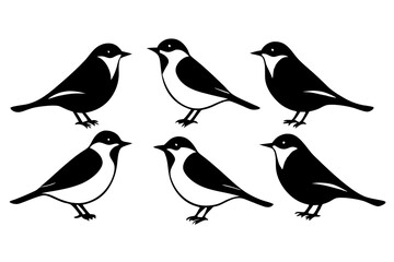 Wall Mural - A set of  Nuthatch birds bundle with different poses silhouette black vector illustration