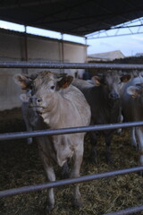 cows in a farm