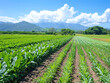 © Анастасия Ареховская - Photograph a field with a variety of crops growing side by side in bright natural light, showcasing biodiversity in sustainable agriculture