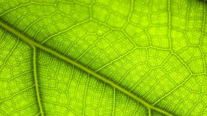 Macro Photo of Leaf Texture Ficus lyrata, commonly known as fiddle-leaf, is a species of plant in the mulberry and Moraceae families. Leaf background.