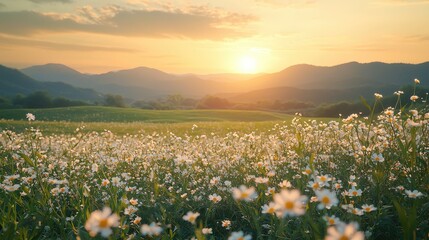 Poster - A vibrant field adorned with wildflowers stretches under a glorious sunset, casting warm orange and yellow hues over rolling hills and tranquil mountains