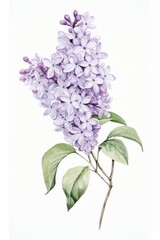 Sticker - Botanical illustration lilac flower blossom plant.