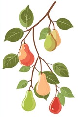 Artistic watercolor drawing painting of pear fruit and tree branch leaf