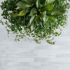 Poster - Top view of green potted plant on white wooden background