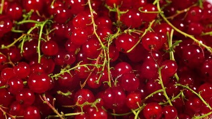 Wall Mural - Red currants rotate on a plate on. Red currant. Berries concept 4k.