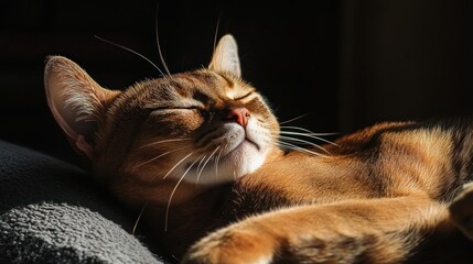 A close-up of a relaxed cat basking in sunlight, showcasing its peaceful expression.