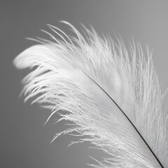 Canvas Print - A delicate white feather against a soft grey background.