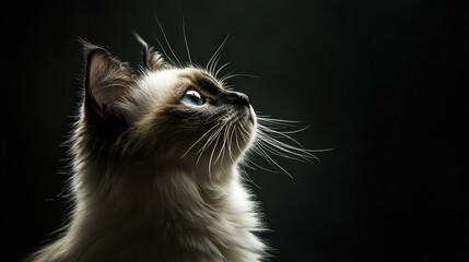 A close-up portrait of a cat gazing upwards against a dark background.