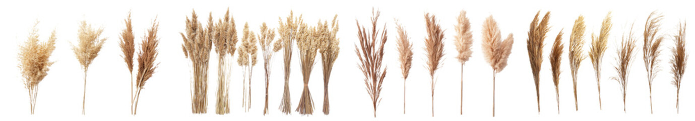 Poster - Grass type collage isolated on white background. Copy space included.