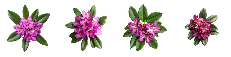 Poster - A magenta colored flower of a rhododendron isolated on a transparent background, png