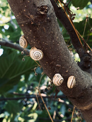 Snails on the tree in the garden. Snails in nature