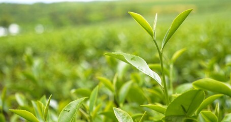 Green tea tree leaves field young tender bud herbal Green tea tree in camellia sinensis organic farm. Close up Fresh Tree tea plantations mountain green nature in herbal farm plant background morning