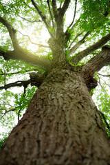 Wall Mural - bottom view of tree trunk in tropical forest. towering tree symbolizing oxygen production and carbon