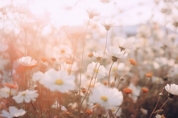 Poster - White flowers with a lush pale field outdoors blossom nature.