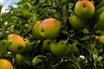 apples on tree