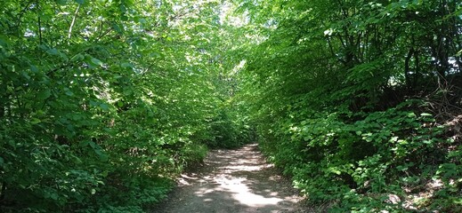 A path in a sunlit ocean of blooming spring forest greenery, Transcarpathia, Ukraine