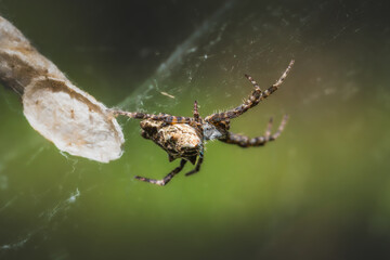 spider in its web in the morning light