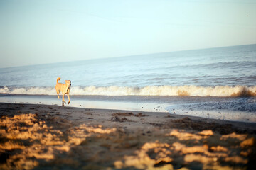 Dog running on the beach