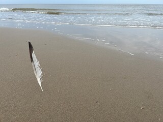 A bird's feather stuck vertically in the sand on the beach