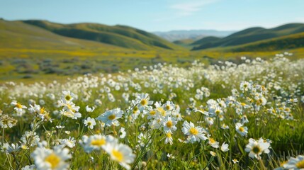 Poster - Serene spring meadow covered in a blanket of white and yellow wildflowers, with a backdrop of distant green hills and a sunny, clear sky.