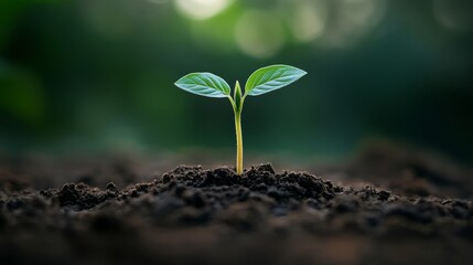 Wall Mural - A close-up of a tree sapling emerging from the soil, symbolizing hope and progress in the context of ESG and CSR environmental efforts.