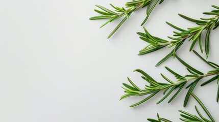Poster - fresh rosemary leaves with detailed texture and vibrant green color against a plain white surface