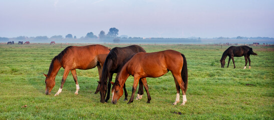 young horses in meadow during sunrise in the netherlands