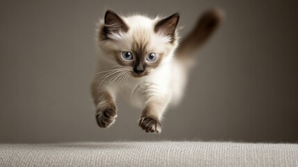 Wall Mural - A playful kitten leaps into the air, showcasing its agility and curiosity.