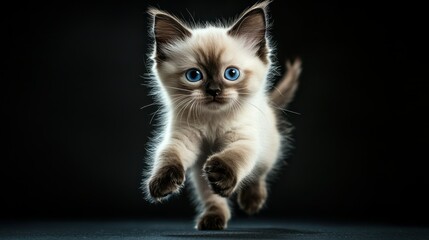 Wall Mural - A playful kitten leaps joyfully against a dark background, showcasing its lively spirit.