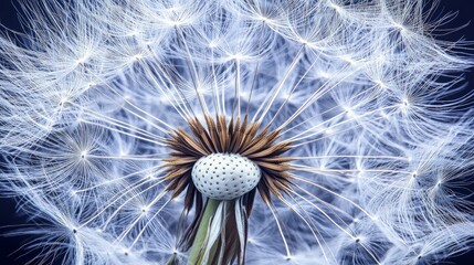 Close-up of a Dandelion