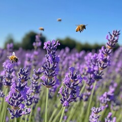 Poster - Bees flying over purple lavender flowers in a field.