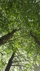 Sticker - I walk in the summer forest and look up at the sky. Green leaves in the sun look very bright. Latvia