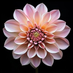 Sticker - Close-up of a delicate pink dahlia flower with intricate details.