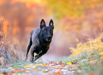 Wall Mural - belgian shepherd in nature