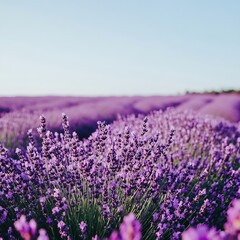 Wall Mural - Close-up of a lavender field with purple flowers and a blue sky in the background.