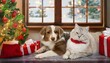 © Daniel - Dog and Cat Cuddled by a Christmas Tree.