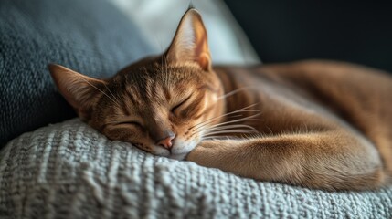 A sleeping cat resting peacefully on a cozy blanket.