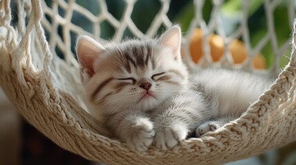 Wall Mural - A sleeping kitten nestled in a cozy hammock, radiating tranquility and cuteness.