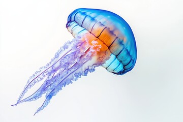 Wall Mural - Ultra realistic UHD photo of jellyfish on white plain