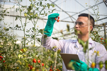 asian agriculture checking the quality of the tomatoes in his hand while holding digital tablets on his left hand to monitoring growth of tomatoes in small greenhouses.