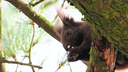 Wall Mural - brown squirrel eating in forest slow motion