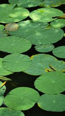 green water lily pads in garden pond floating lotus leaves texture abstract natural pattern background