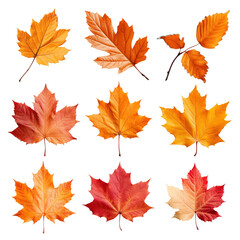 Wall Mural - Autumn leaves png cut out set